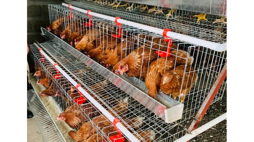 Efficient egg farming starts with GPI